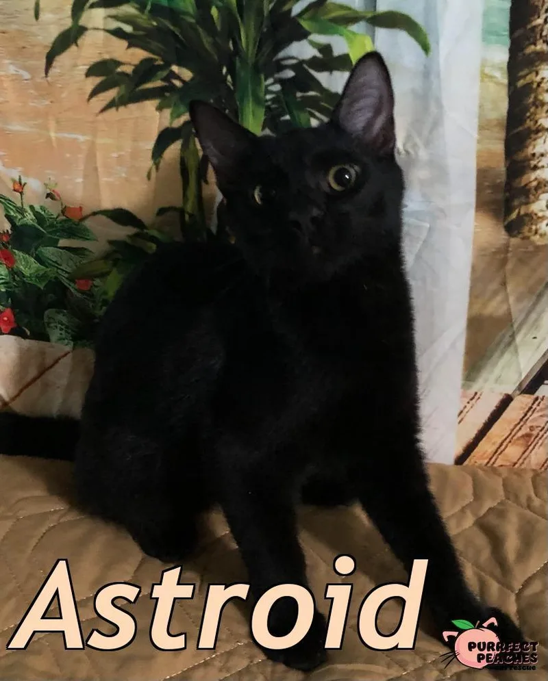 A baby medium-sized male Domestic Short Hair cat named Astroid for adoption in Douglasville, GA