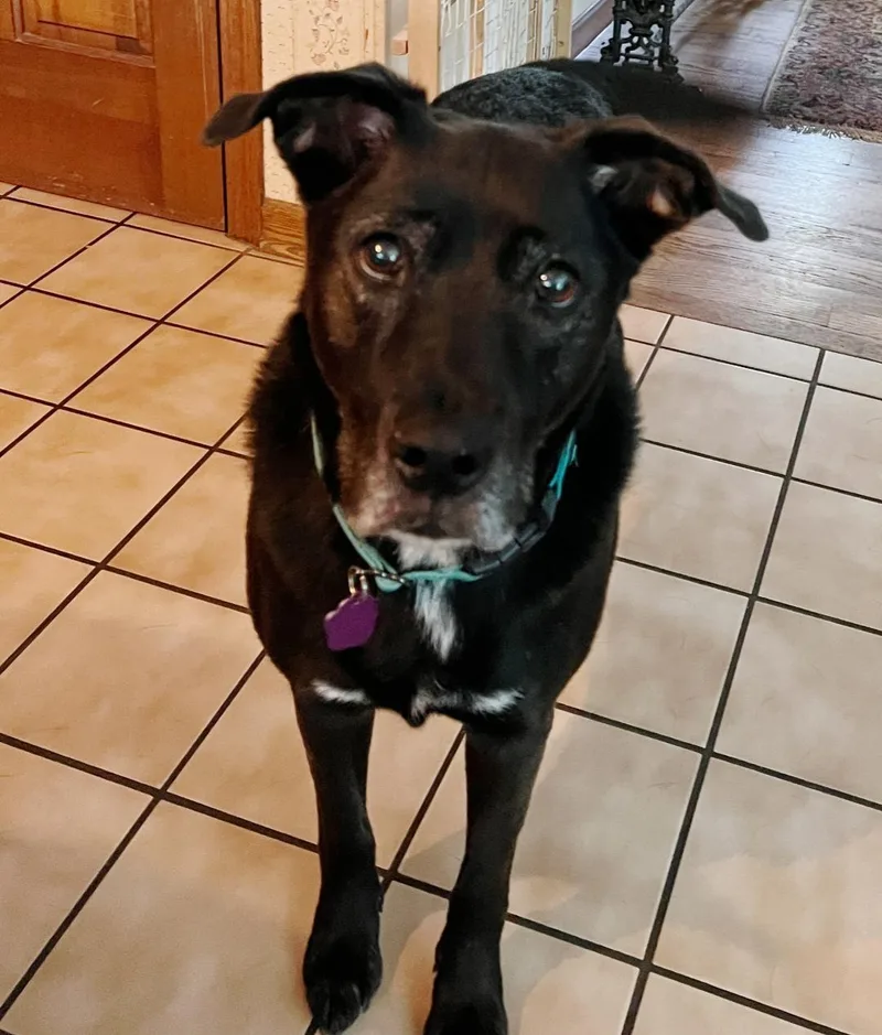 A senior medium-sized female Black Labrador Retriever dog named Luna for adoption in Wadsworth, OH