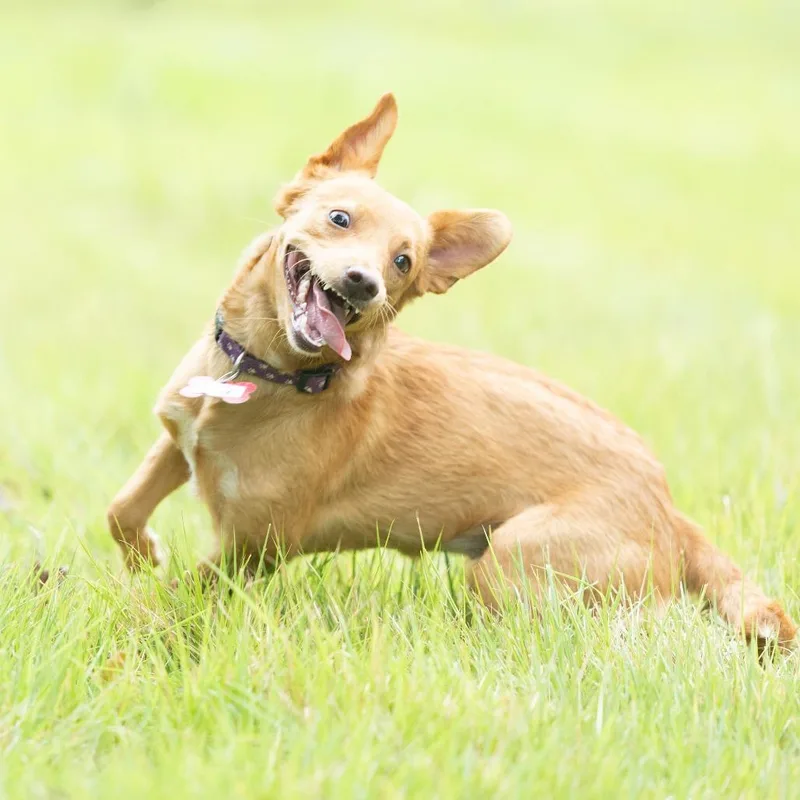 A young small-sized female Yellow / Tan / Blond / Fawn Feist dog named Elise for adoption in Wake Forest, NC