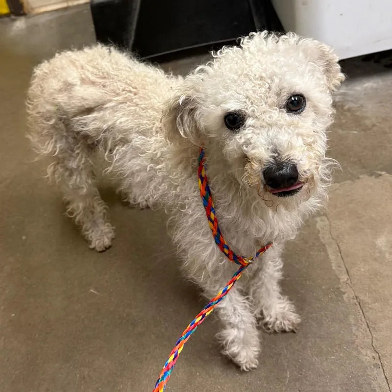 An adult small-sized male White / Cream Poodle dog named Charlie for adoption in Bryan, TX