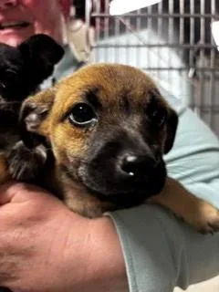 A baby small-sized female Chihuahua dog named Poppy for adoption in Bothell, WA