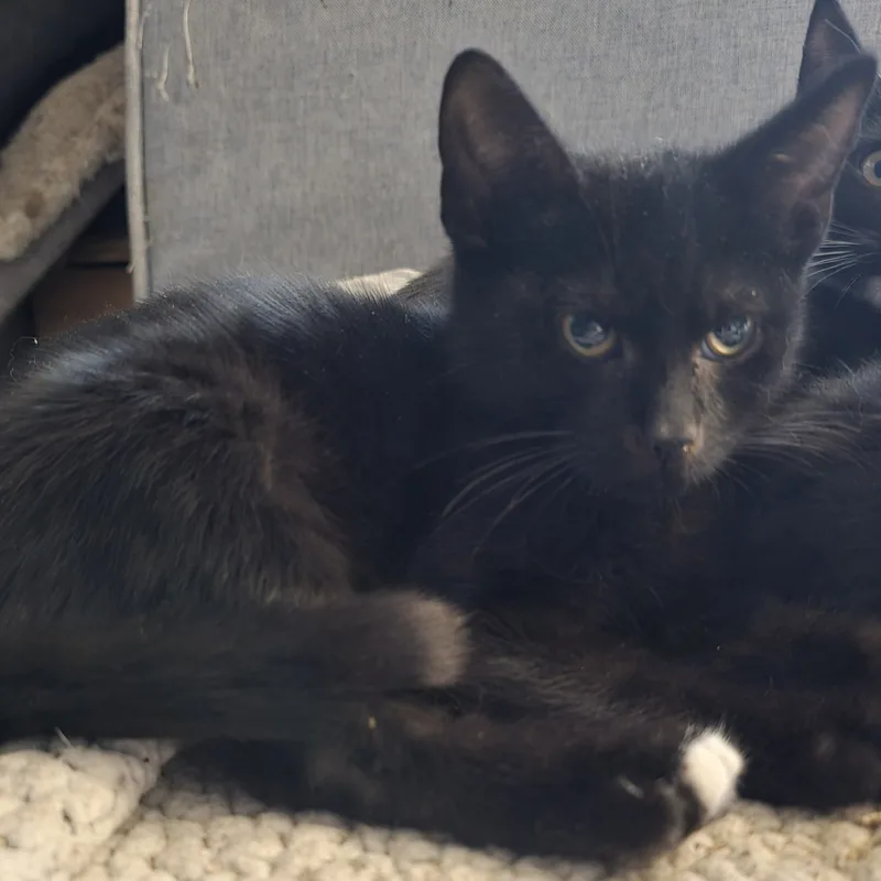 Mr. Frosty Paw thumbnail 3