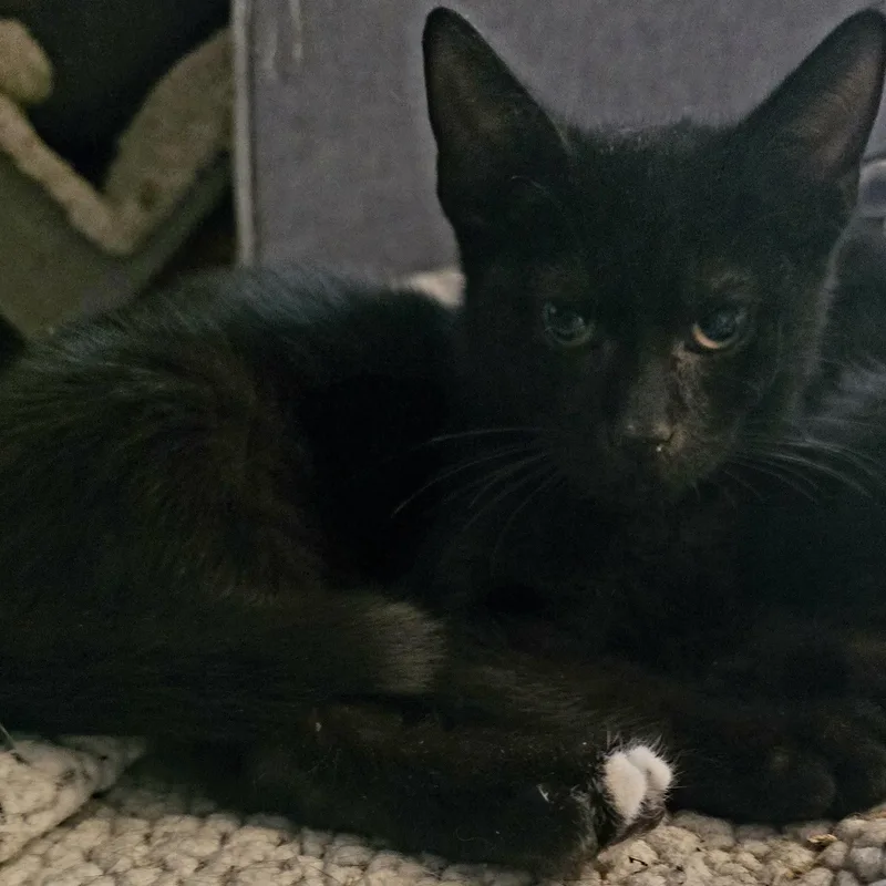 Mr. Frosty Paw thumbnail 4