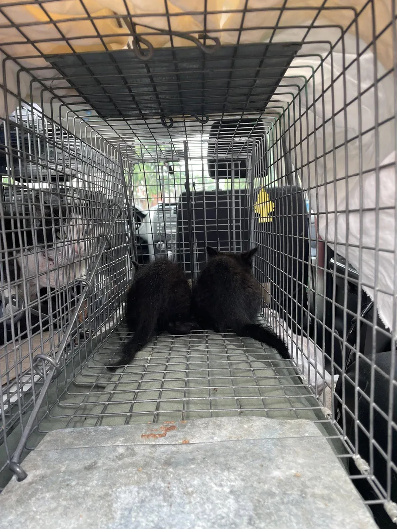 A baby medium-sized male Black Domestic Short Hair cat named Tarot Card for adoption in Trenton, NJ