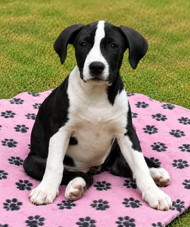 A baby medium-sized female Black Pit Bull Terrier dog named Khloe for adoption in eufaula, AL