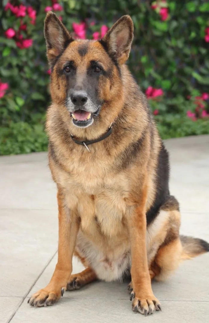 Bronx Von Brome" thumbnail 2