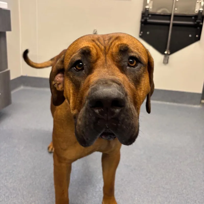 An adult large-sized female Brown / Chocolate Mastiff dog named Monae for adoption in St Joseph, MO
