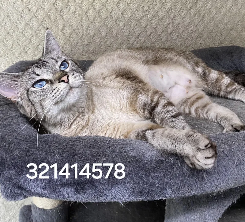 An adult medium-sized female Siamese cat named 32141578 for adoption in Lees Summit, MO