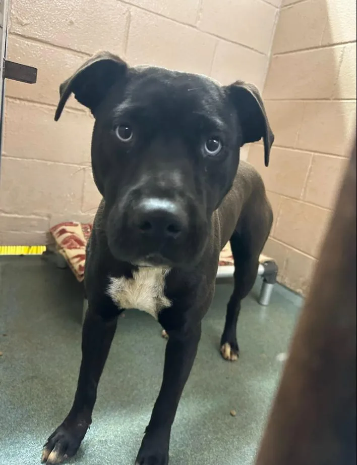 An adult medium-sized male Black Pit Bull Terrier dog named Rigatoni for adoption in Martinsville, VA