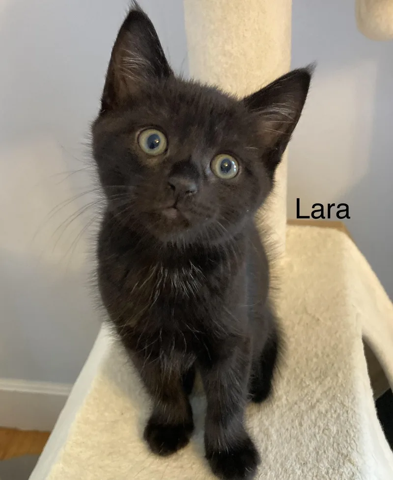 A baby small-sized female Tabby cat named Lara for adoption in North Billerica, MA