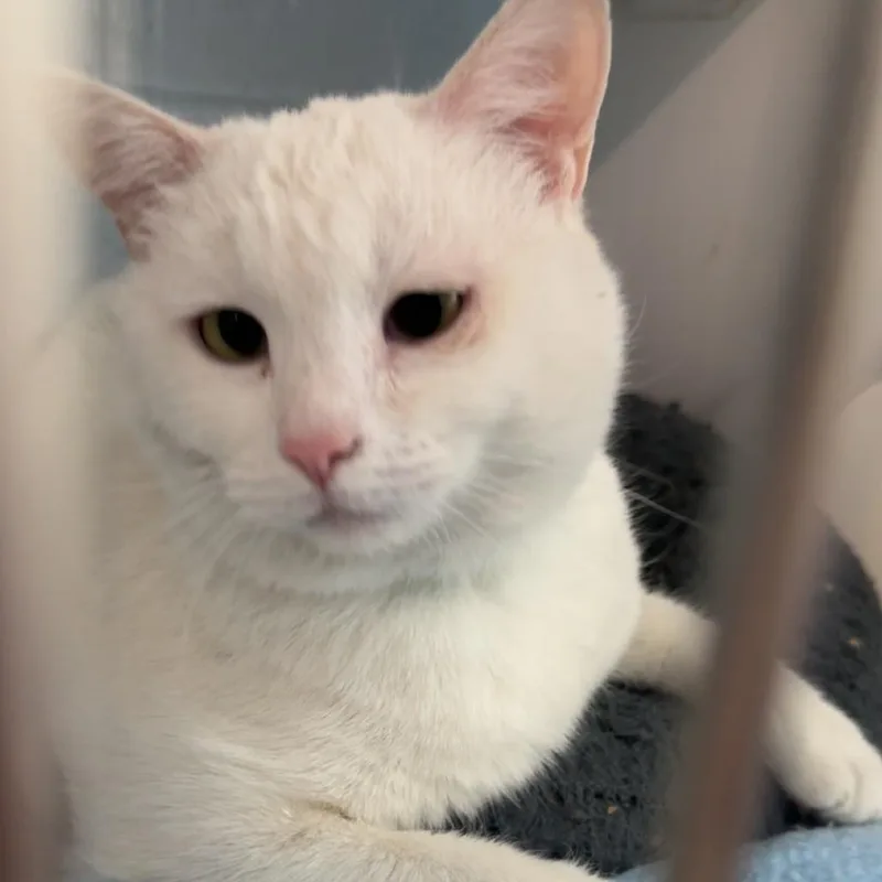 A senior large-sized female White Domestic Short Hair cat named Mason for adoption in Lakewood, CO