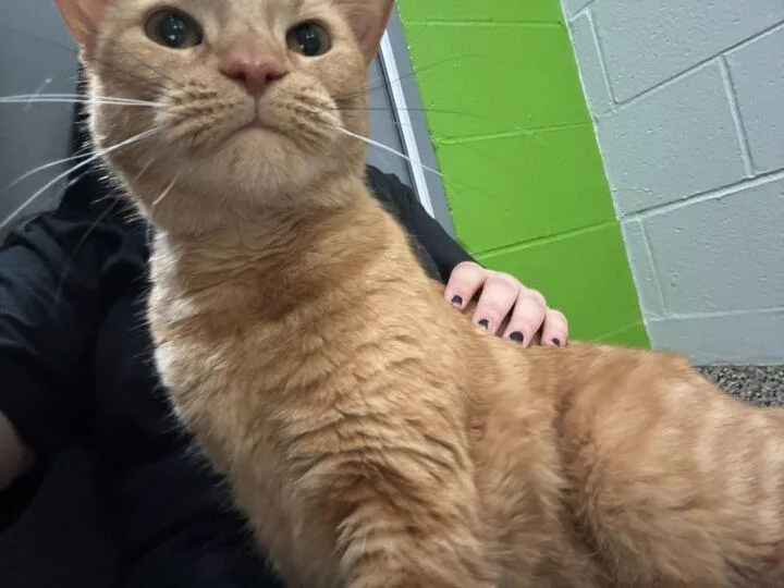 An adult large-sized female Domestic Short Hair cat named Casserole for adoption in Jackson, MI