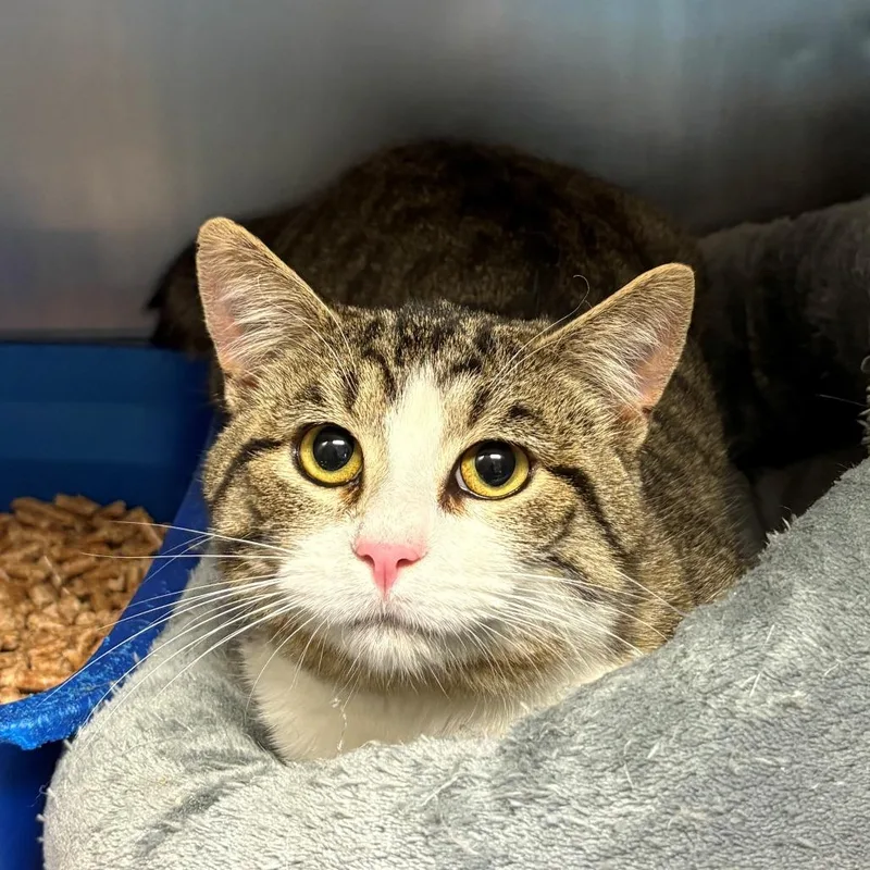 A young small-sized male Brown / Chocolate Domestic Short Hair cat named Dexter for adoption in Chehalis, WA
