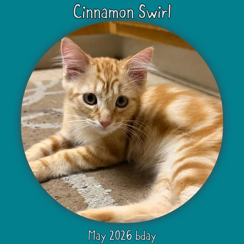 A baby medium-sized male Tabby (Orange / Red) Domestic Long Hair cat named Cinnamon Swirl for adoption in Vacaville, CA