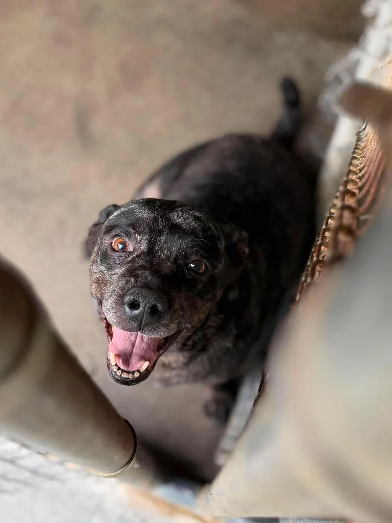 An adult medium-sized female Black Mixed Breed dog named Pearly for adoption in Leitchfield, KY