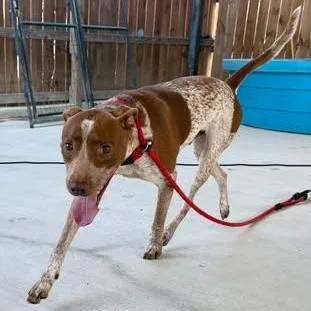 A young medium-sized male Red / Chestnut / Orange Pointer dog named Rudy for adoption in Moyock, NC