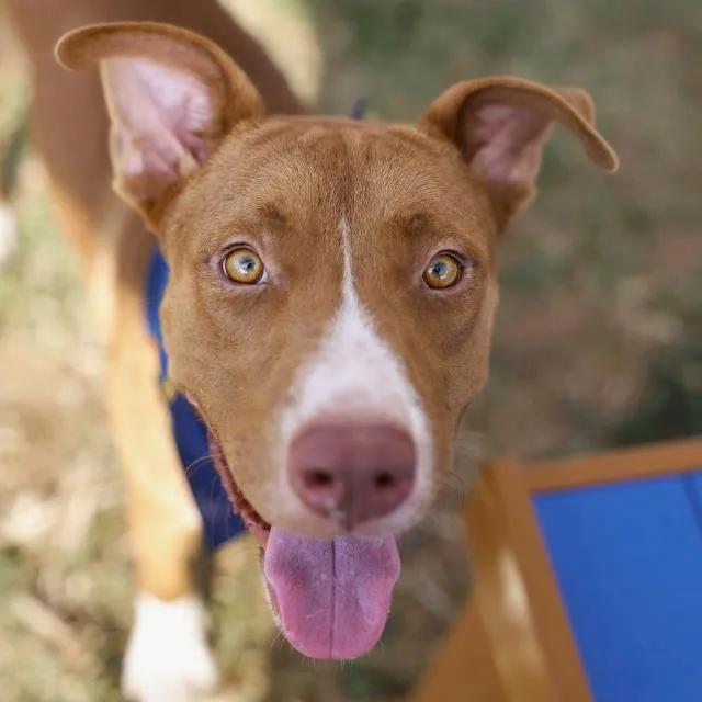 A young medium-sized male American Staffordshire Terrier dog named Digorno for adoption in San Antonio, TX