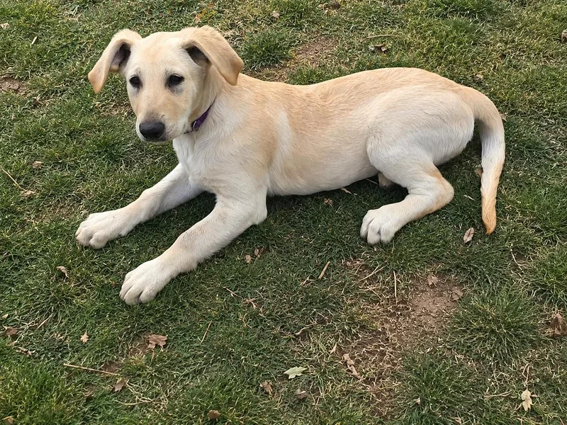 A baby large-sized female Apricot / Beige Labrador Retriever dog named Princess for adoption in Torrance, CA