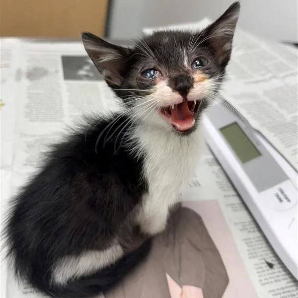 A baby small-sized male Domestic Short Hair cat named McLean for adoption in Jacksonville, FL