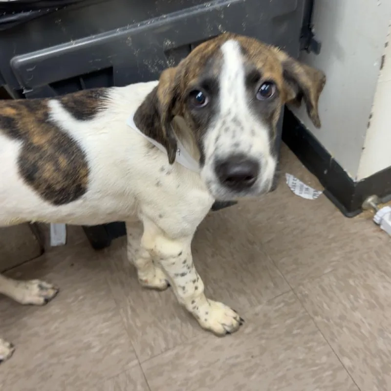A baby medium-sized female White / Cream Hound dog named Nola for adoption in Birmingham, AL