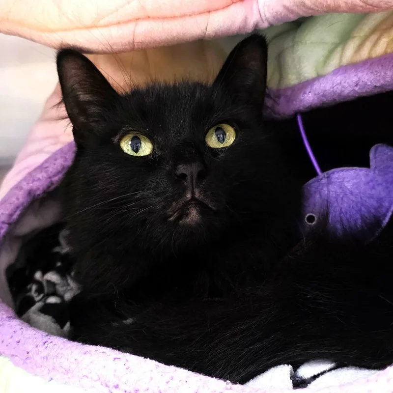An adult medium-sized female Black Domestic Long Hair cat named Tawny for adoption in Michigan City, IN