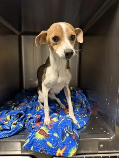 An adult small-sized female Tricolor (Brown, Black, & White) Chihuahua dog named Jubilee for adoption in Tulsa, OK