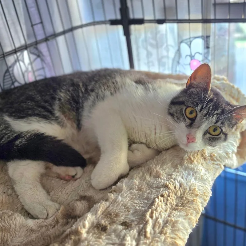 A young small-sized female White Domestic Short Hair cat named Cooki  Chino Hills for adoption in Chino Hills, CA