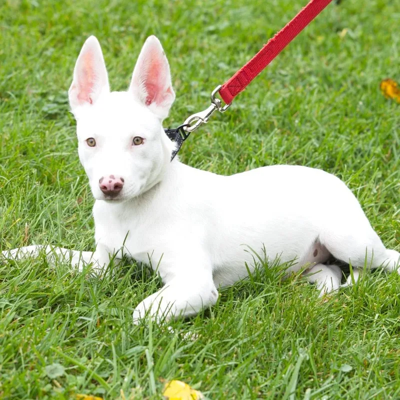 A baby medium-sized male Pit Bull Terrier dog named Henry for adoption in South Elgin, IL