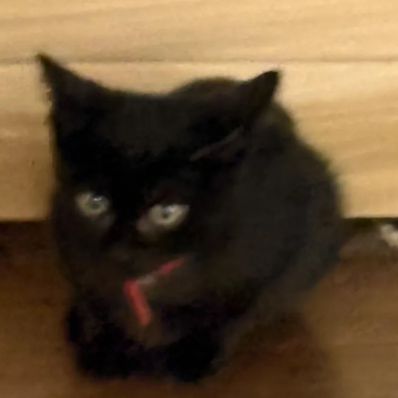 A baby medium-sized female Black Domestic Short Hair cat named Pebbles for adoption in Beaufort, SC