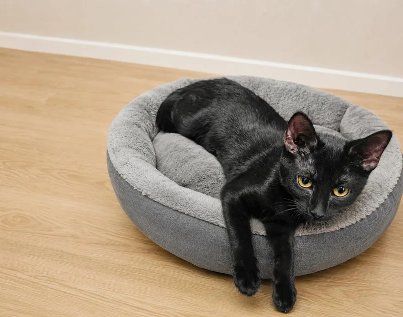 A young medium-sized male Black Domestic Short Hair cat named Tigger for adoption in Belchertown, MA
