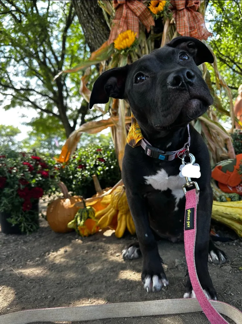 A baby medium-sized female Pit Bull Terrier dog named Coachella for adoption in Germantown, OH