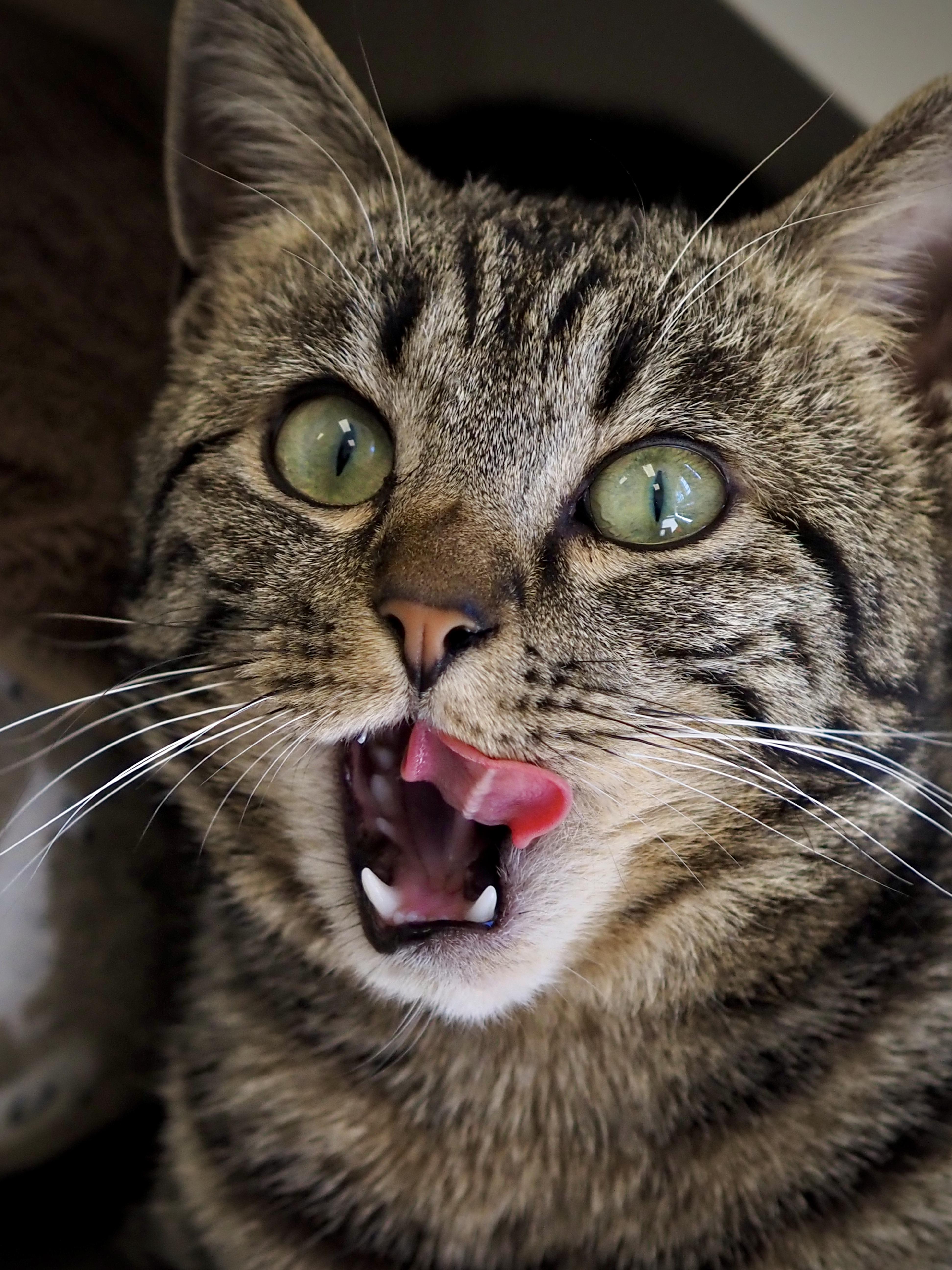 Mouse thumbnail 4