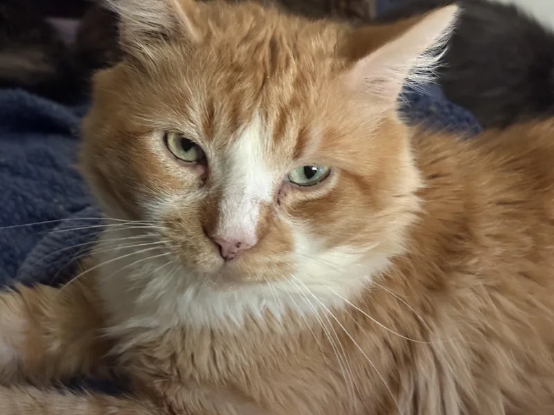 Marmalade thumbnail 2