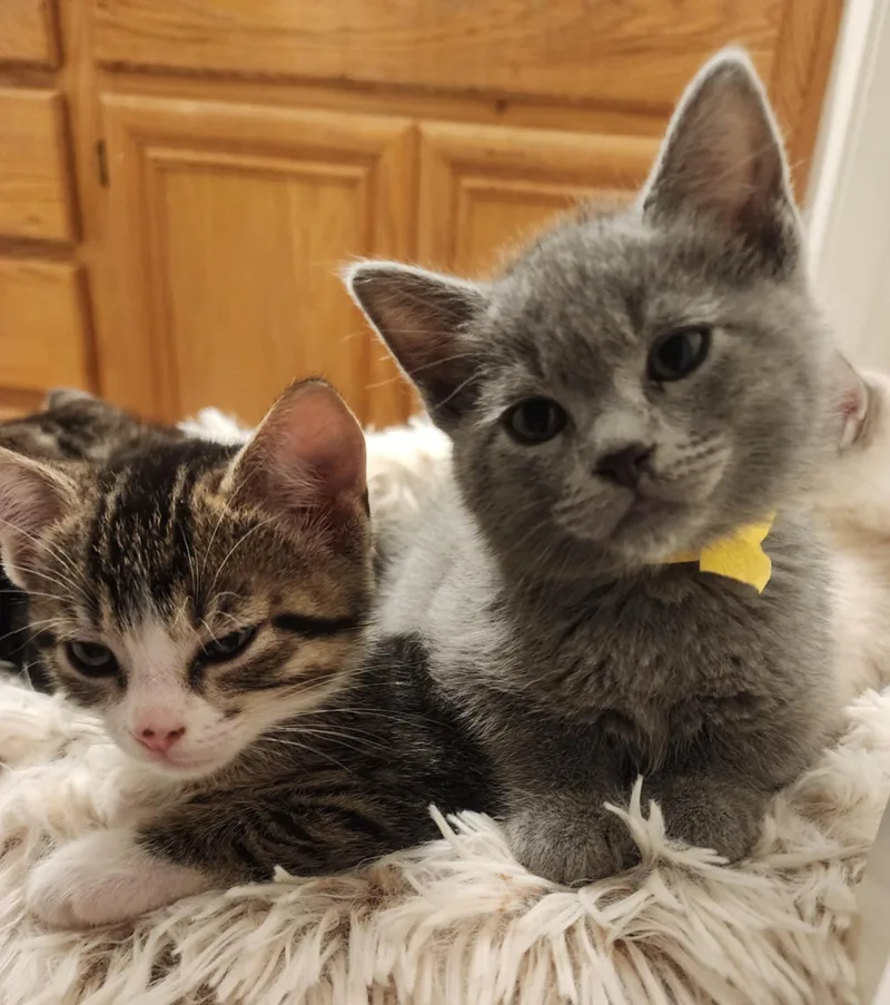 A baby small-sized female Gray / Blue / Silver Domestic Short Hair cat named Herbs And Spices Litter for adoption in Brentwood, CA