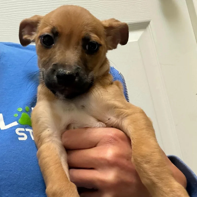 A baby small-sized female Yellow / Tan / Blond / Fawn Chihuahua dog named Kali for adoption in Greensboro, GA