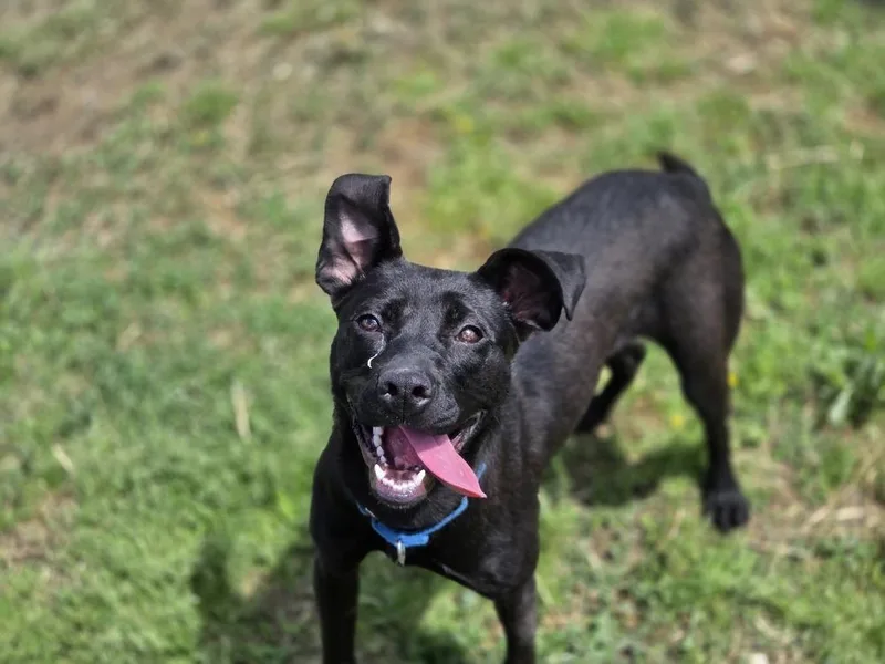 A young medium-sized female Mixed Breed dog named Morticia for adoption in Evansville, IN