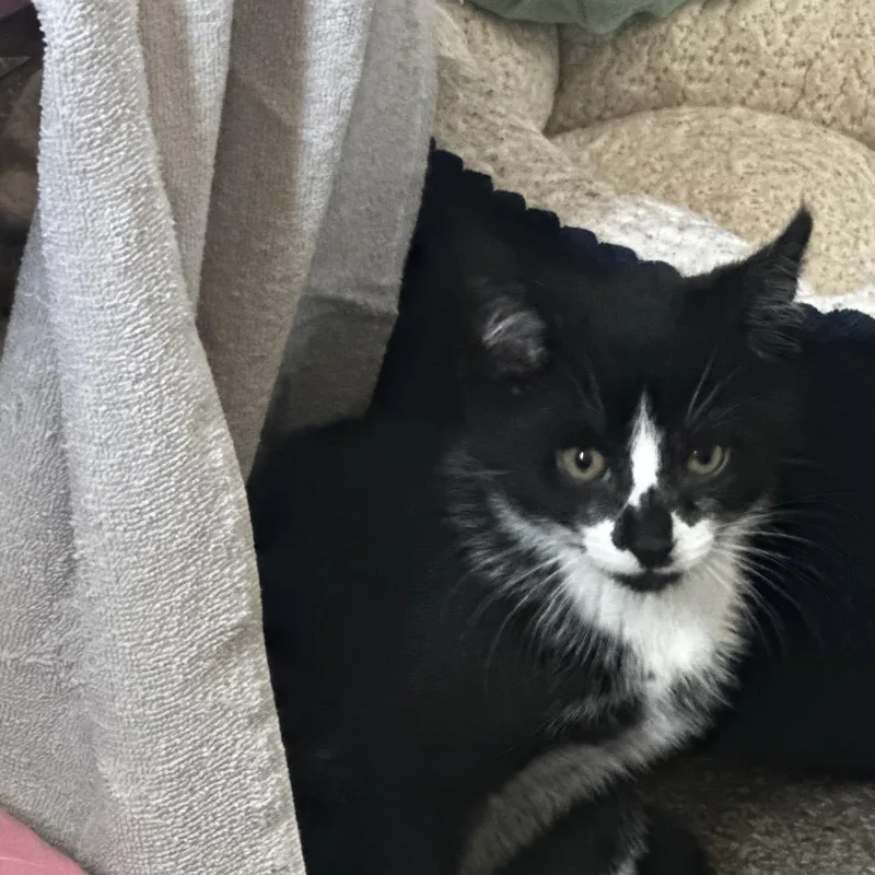 A baby small-sized male Black Domestic Short Hair cat named Max for adoption in Middle Village, NY