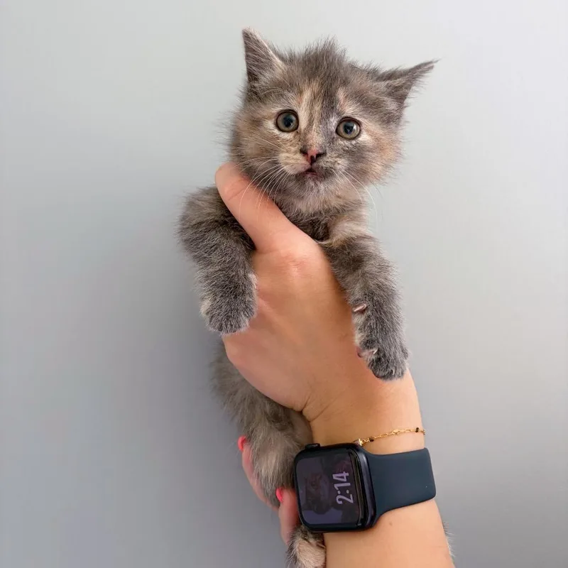 A baby medium-sized female Dilute Tortoiseshell Domestic Short Hair cat named Twilight Sparkle for adoption in Bethel, OH