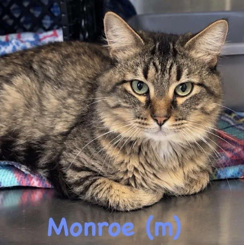 Monroe