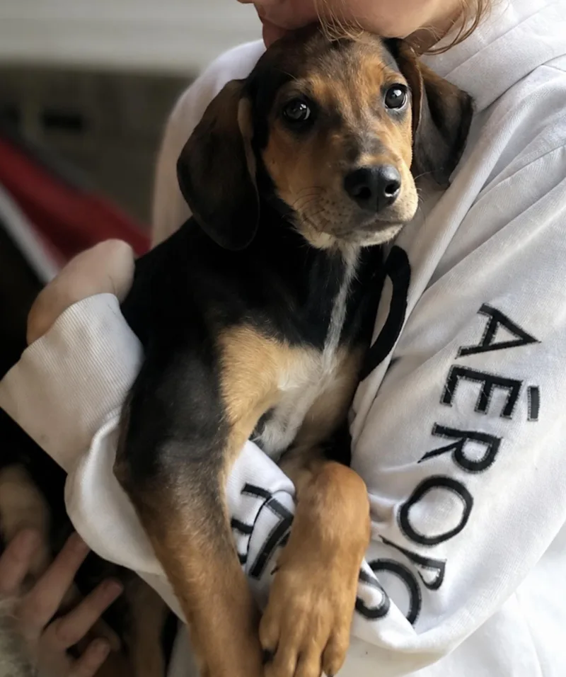 A baby small-sized male Black and Tan Coonhound dog named Moonbeam for adoption in TULSA, OK