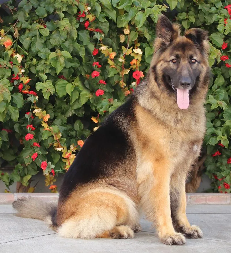 A young large-sized female Black German Shepherd Dog dog named Chula Von Calau for adoption in Los Angeles, CA
