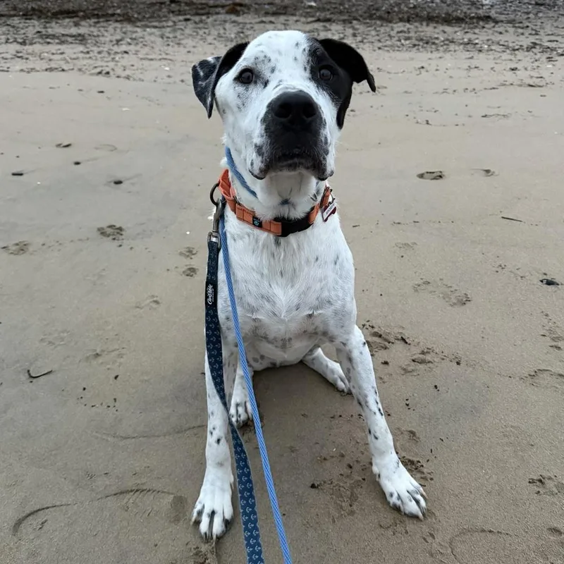 An adult large-sized male Gray / Blue / Silver Pointer dog named Sporty for adoption in Boston, MA