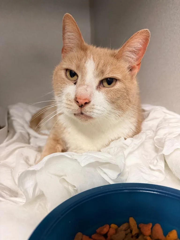 An adult large-sized male Domestic Short Hair cat named Ace for adoption in Pottsville, PA