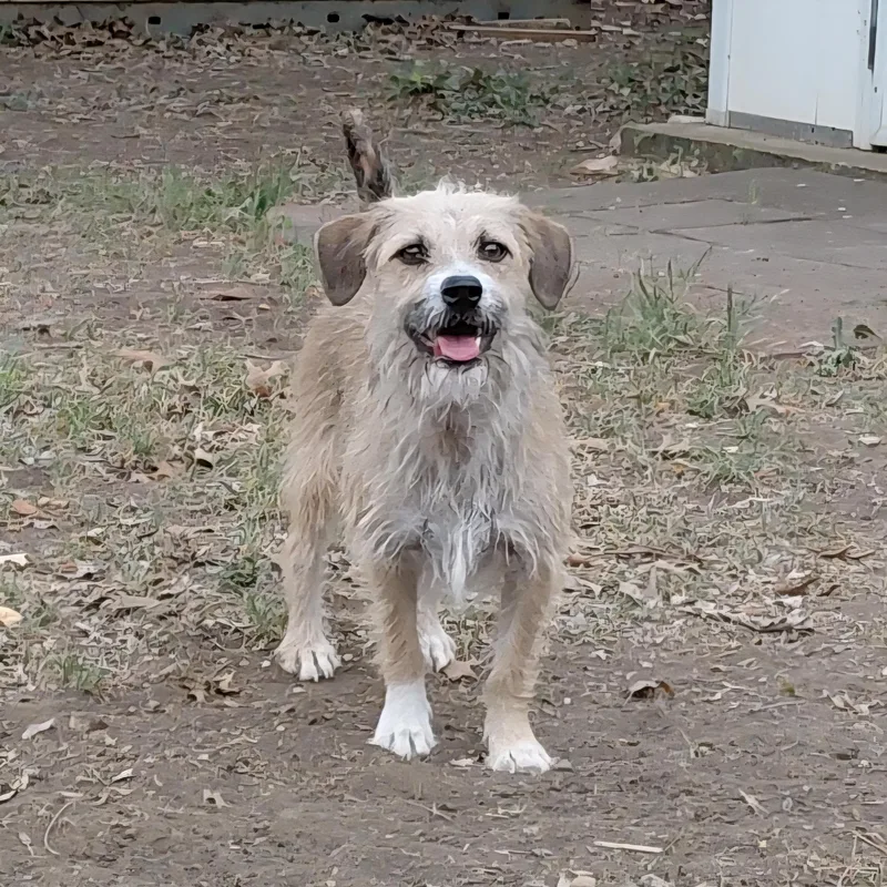 Utopiapf thumbnail 5