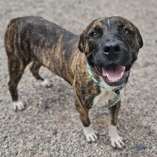 An adult large-sized male Pit Bull Terrier dog named Checkers for adoption in Mesa, AZ