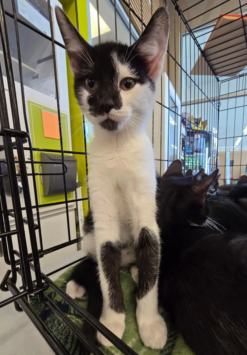 A baby medium-sized male Black & White / Tuxedo Domestic Short Hair cat named Joe for adoption in Nottingham, MD