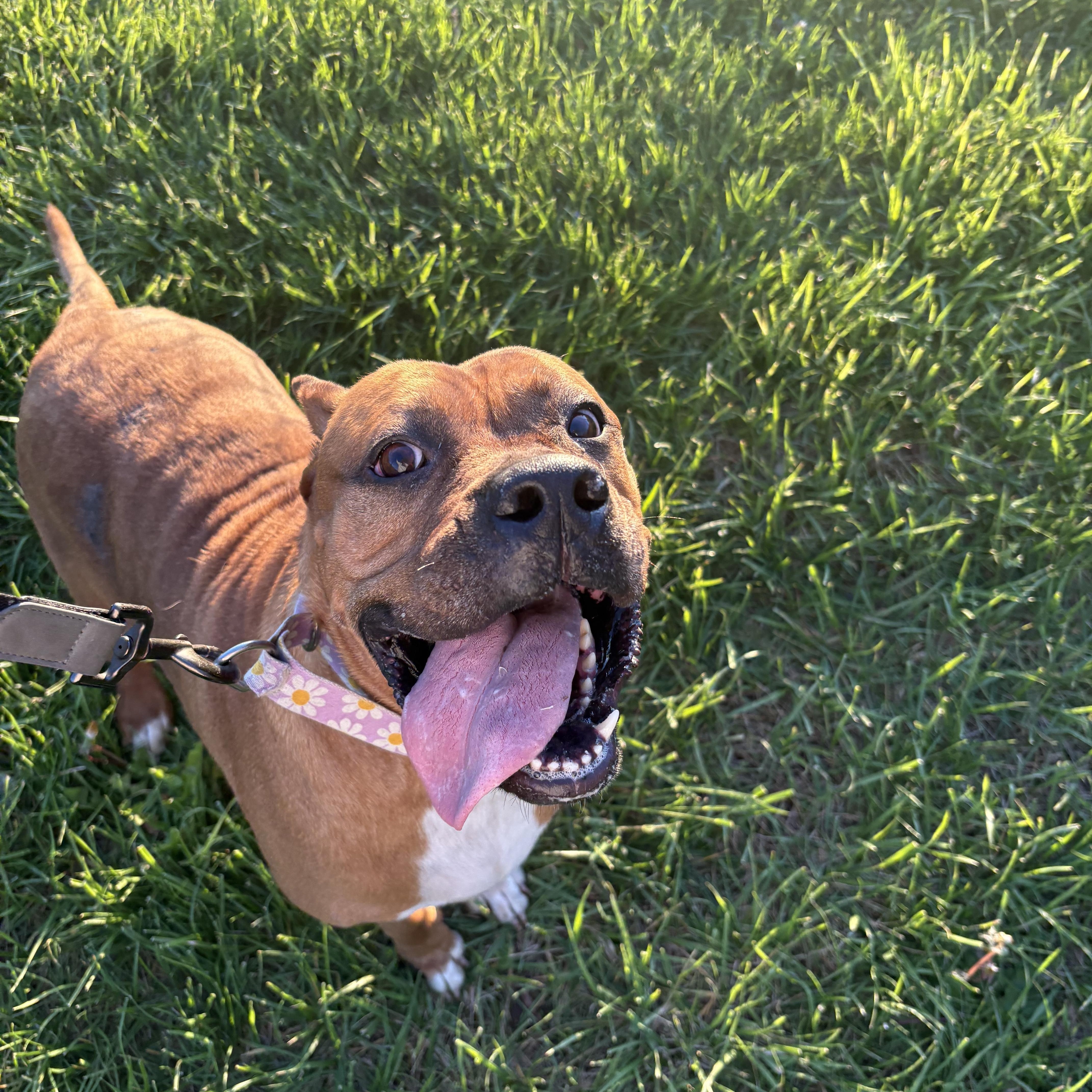 An adult large-sized female Golden Boxer dog named Coco for adoption in Indiana, PA