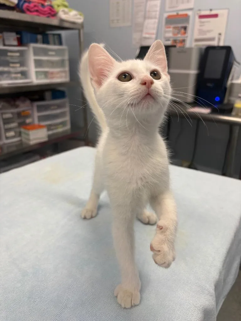 A baby medium-sized female Domestic Short Hair cat named Vanillite for adoption in Raleigh, NC