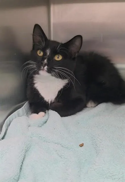A young small-sized male Domestic Medium Hair cat named Massimo for adoption in Saint Peters, MO