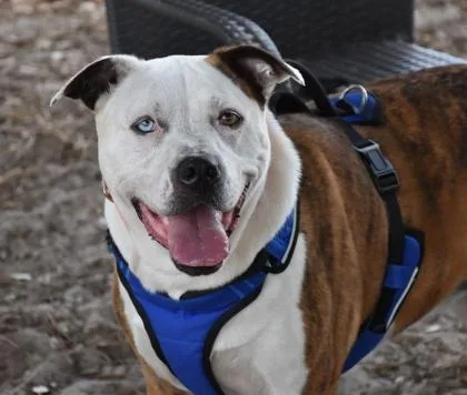 An adult large-sized female Brindle American Bulldog dog named Bella Jo for adoption in Inverness, FL